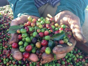 Arabica en cerises