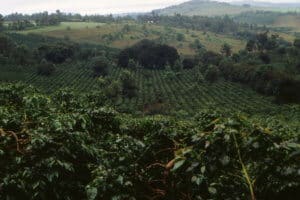 Plantation de café en Tanzanie, Afrique