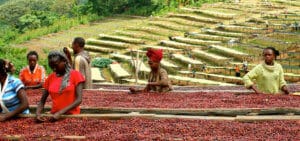 Ferme à café d'Ethiopie