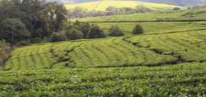 Plantation de café au Malawi, Afrique