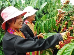 Cueilleuses dans un plantation de café au Vietnam 