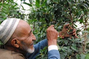 Cueilleur dans une plantation de café au Yemen, Moyen Orient