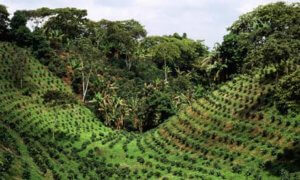 Plantation de café à Cuba, Caraïbes