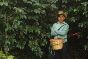 Cueilleur de café au Mexique, Amérique du Nord