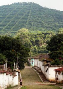 Plantation de café au Salvador