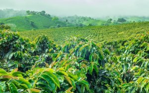 Un des meilleurs cafés d'Amérique Centrale au Guatemala