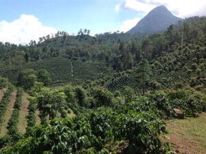Plantation de café au Honduras