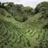 Plantation de Skybury