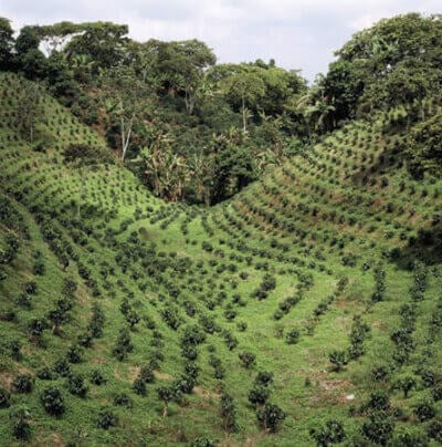 Plantation de Skybury