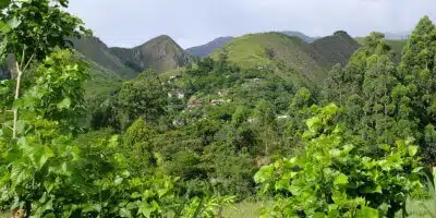 Plantation de Vilcabamba