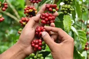 récolte du café à la main pour obtenir les meilleurs grains