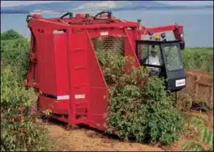 récolte du café avec une machine, n'obtient pas les meilleurs grains