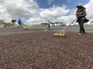 lavage du café, méthode sèche