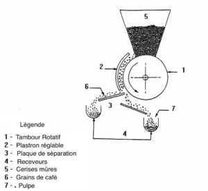 lavage du café, le dépulpeur