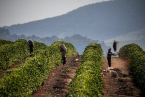 Plantation de café au Brésil, plus gros producteur d'Amérique du Sud