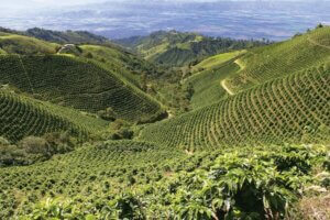 Plantation de café au Pérou