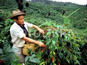 Cueilleur de café Colombien, en Amérique du Sud