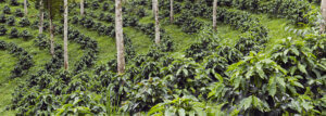 Plantation de café en Équateur