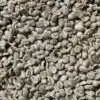 grains de café maragogype